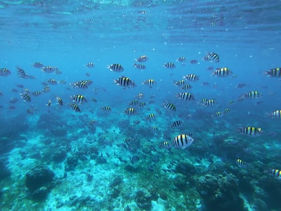 Black and white fish underwater photography
